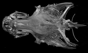 Media type: image;   Ichthyology 13449